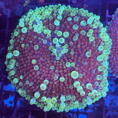 Watermelon Splash Gumball Mushroom 4” +