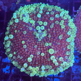 Watermelon Splash Gumball Mushroom 4” +