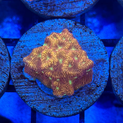 JF Jack-O-Lantern Leptoseris