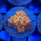 JF Jack-O-Lantern Leptoseris