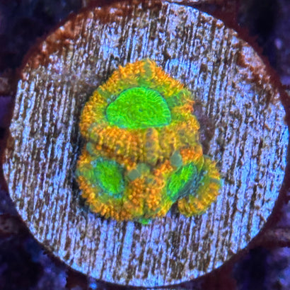 Miami Hurricane Micromussa