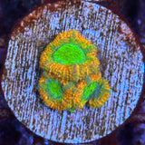 Miami Hurricane Micromussa