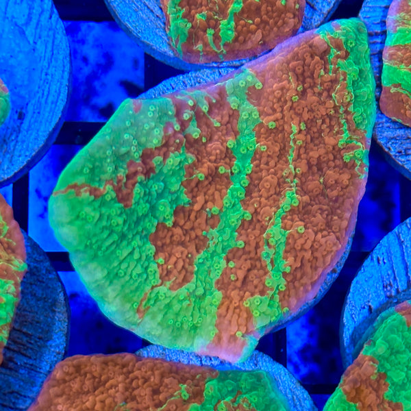 Grafted Cap Montipora – Reefco Aquariums