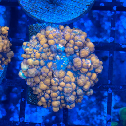 Afterburner Mushroom