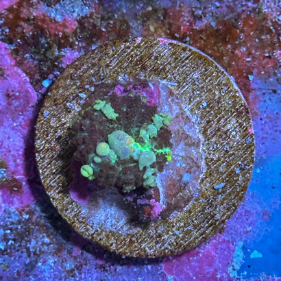 Powerball Bounce Mushroom