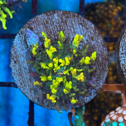 Magic Carpet Mushroom