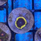 Mesosphere Zoa