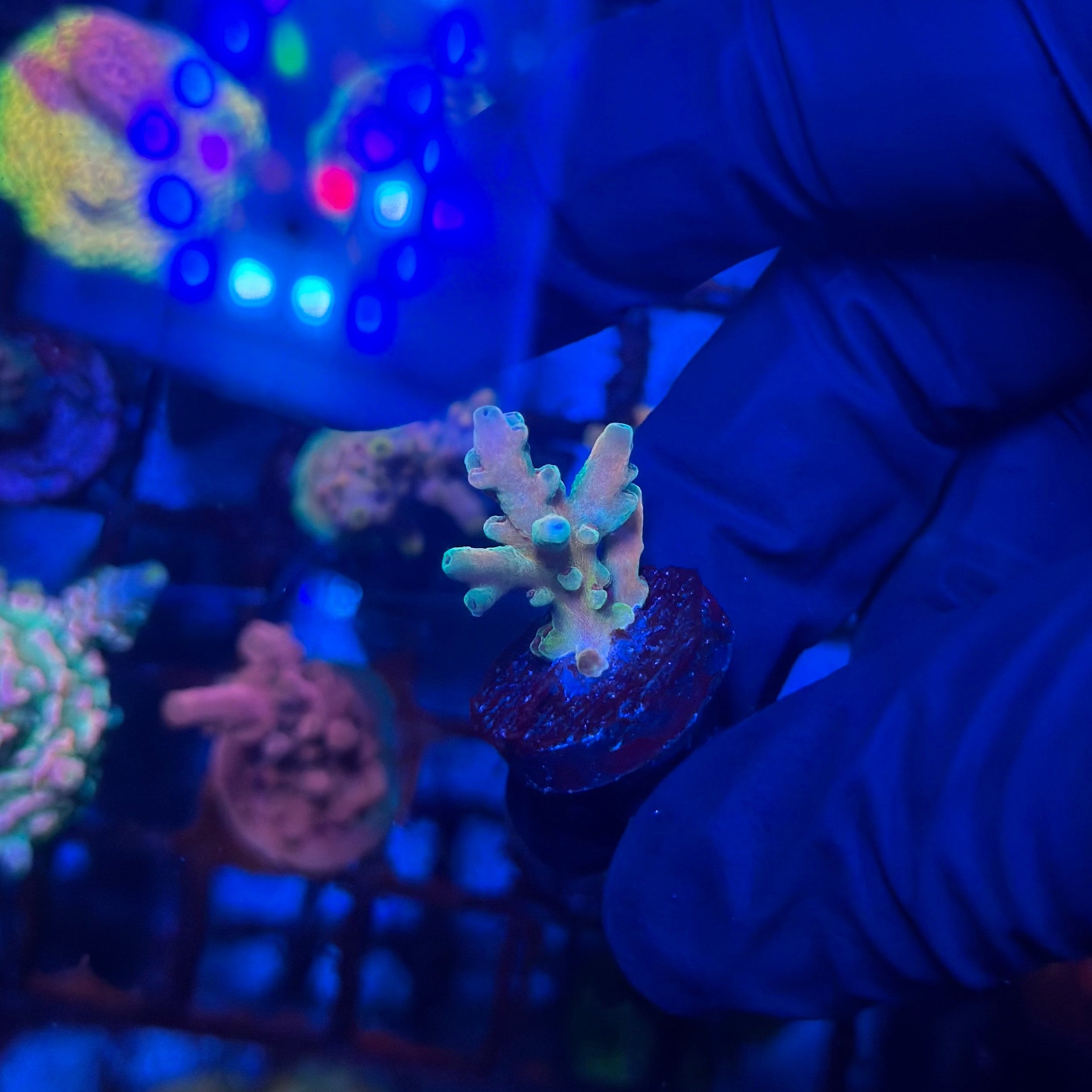 RRC Jaw Dropper Acropora
