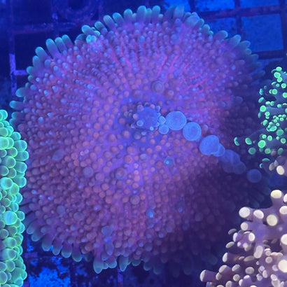 Gumball Mushroom 4”+