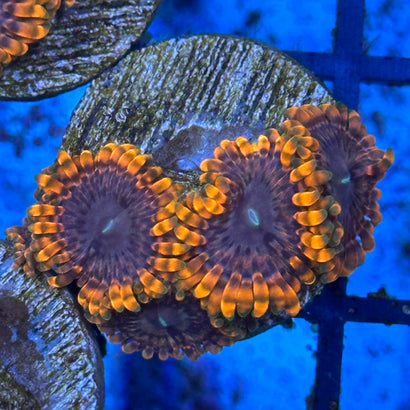 Transform Your Aquarium with the Best Zoas | Reefco