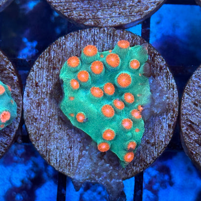 Jingle Bells Cyphastrea