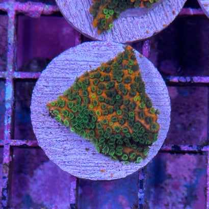 Sunset Montipora