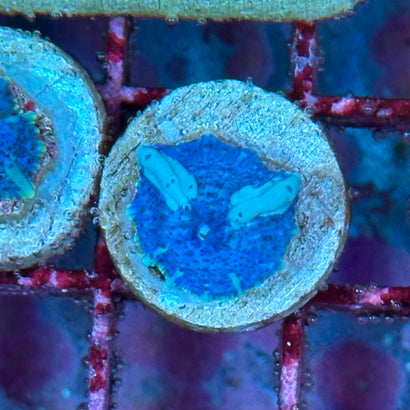 Blue Ball Bounce Mushroom