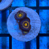 Wolverine Zoa