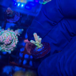 RRC Jaw Dropper Acropora