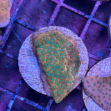 Tropic Thunder Montipora