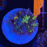 Magic Carpet Mushroom 2