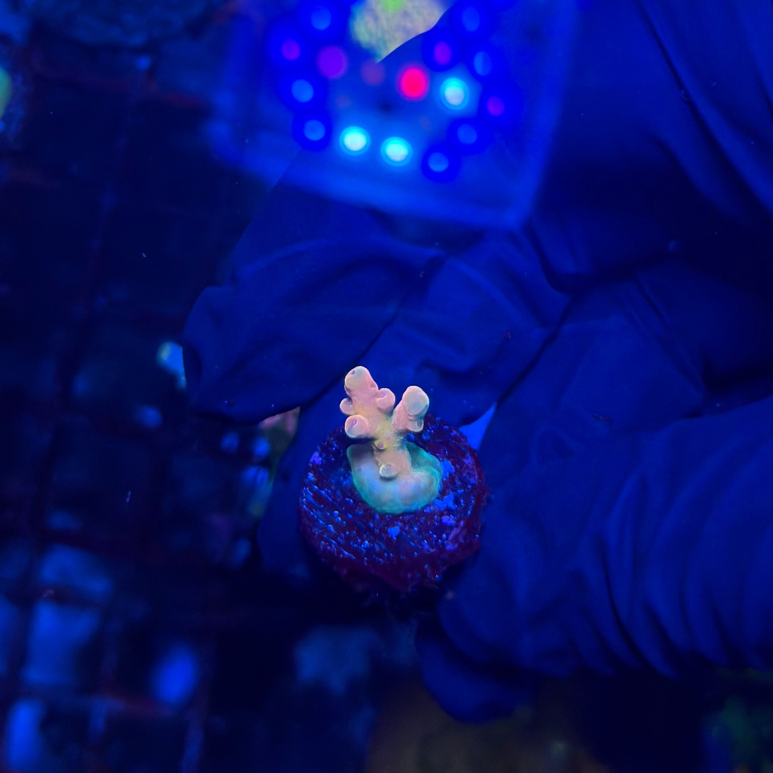 RRC Jaw Dropper Acropora