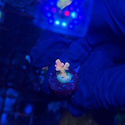 RRC Jaw Dropper Acropora