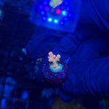 RRC Jaw Dropper Acropora