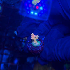 RRC Jaw Dropper Acropora