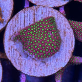 Electric Daisy Stylo