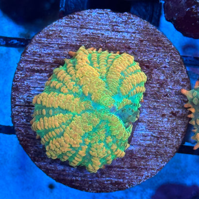 Tequila Sunrise Mushroom