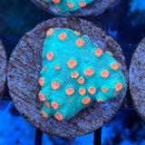 Meteor Shower Cyphastrea