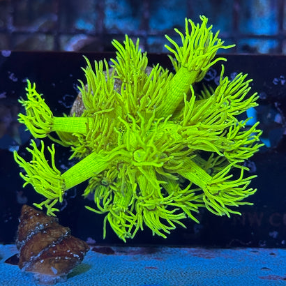 Ultra Highlighter Goniopora