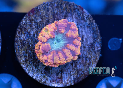 Tangerine Dream Blasto