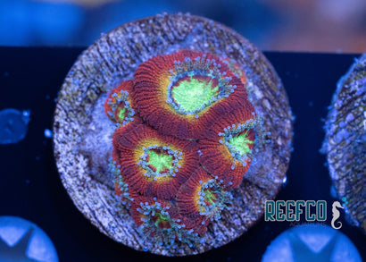 WWC Ruby Rainbow Micromussa