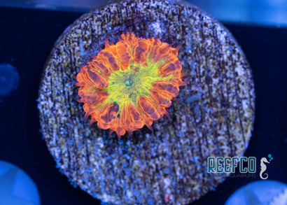 RD Panty Dropper Blasto