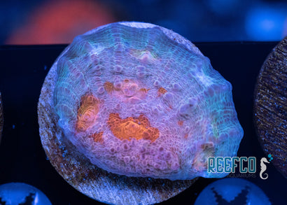 JF Biohazard Chalice