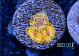 Yellow Sticky Note Zoa