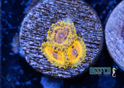 Yellow Sticky Note Zoa