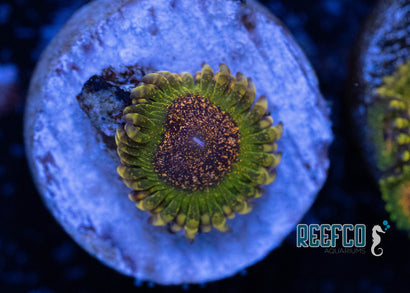 Northern Lights Zoa