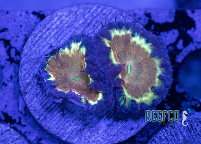 Solar Eclipse Blasto