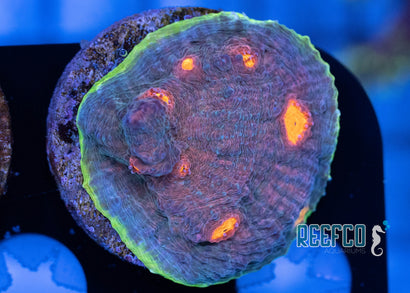 JF Crazy Fox Chalice