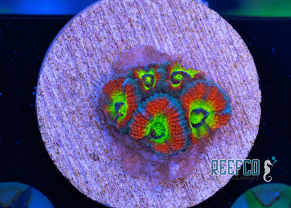 Holy Grail Micromussa