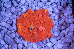 Purple Monster Mushroom 2.5