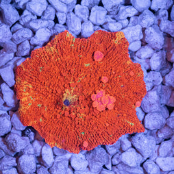 Purple Monster Mushroom 2.5" - 100% Aquacultured