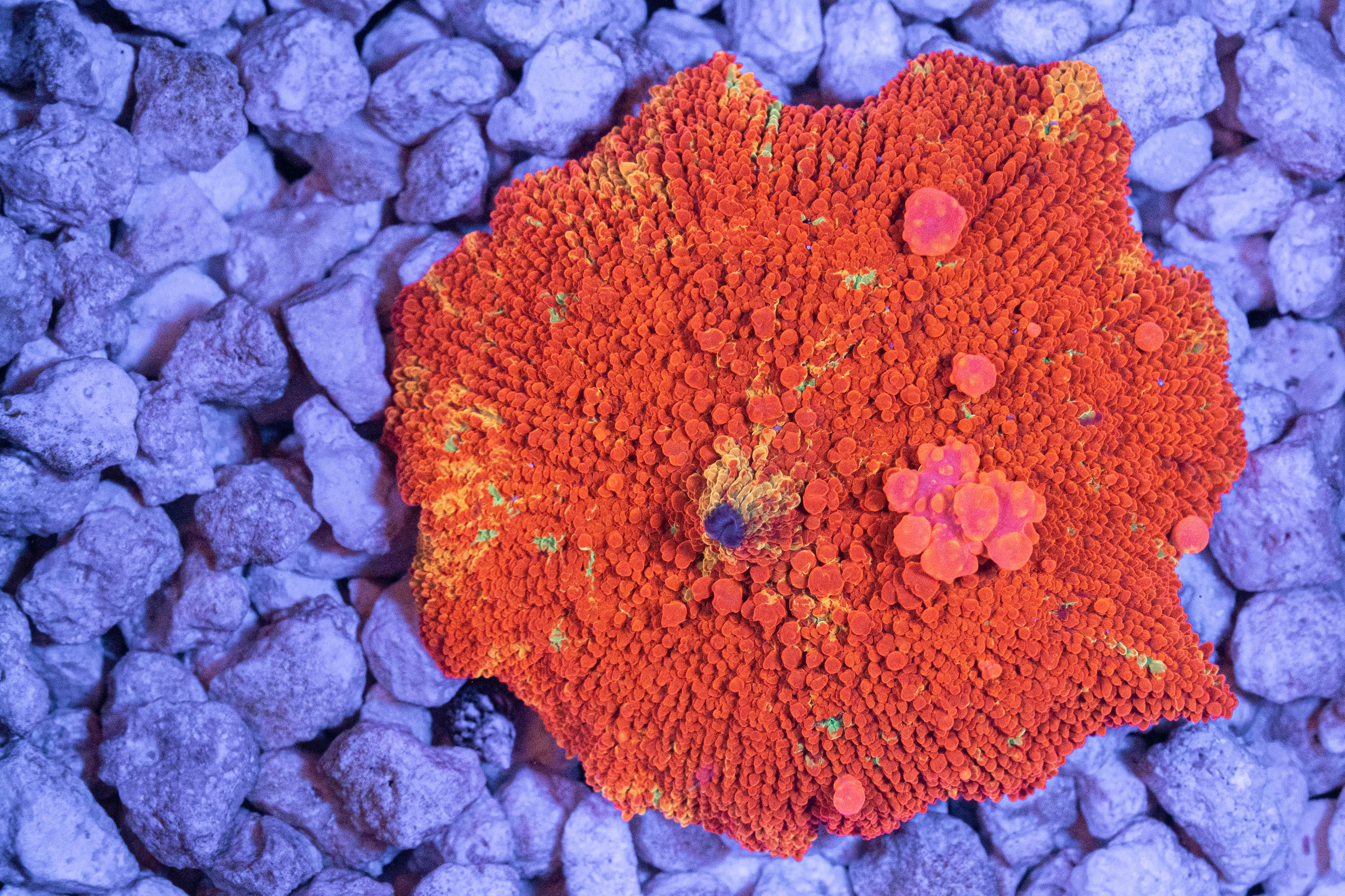 Purple Monster Mushroom 2.5" - 100% Aquacultured
