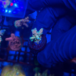 RRC Jaw Dropper Acropora