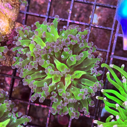 Purple tip Frogspawn