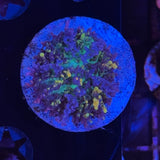 Magic Carpet Mushroom 1