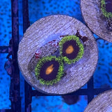 Widowmaker Zoa