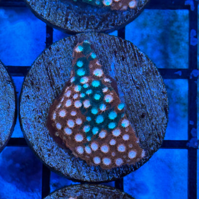 JF Fender Bender Cyphastrea