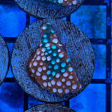 JF Fender Bender Cyphastrea