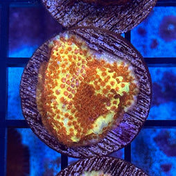 JF Burning Banana Stylo