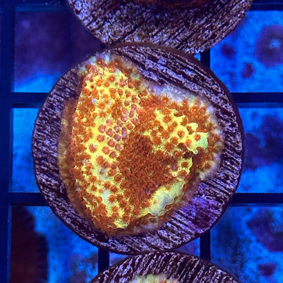 JF Burning Banana Stylo